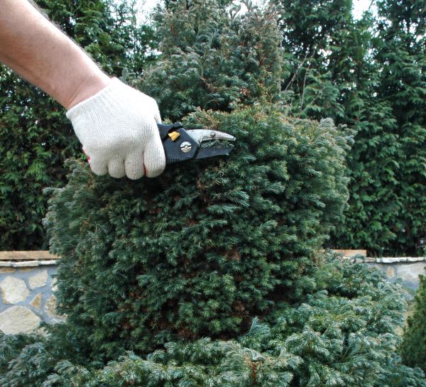 Cost of Ornamental Tree Trimming in Gilroy