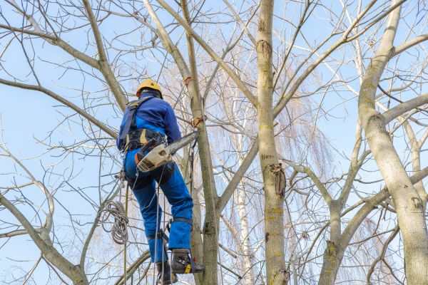 Cost of Large Tree Trimming in Gilroy