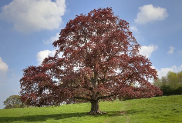 Cost of Beech Tree Pruning in Gilroy