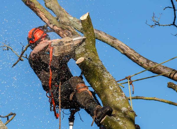 Tree Trimming Service in Gilroy
