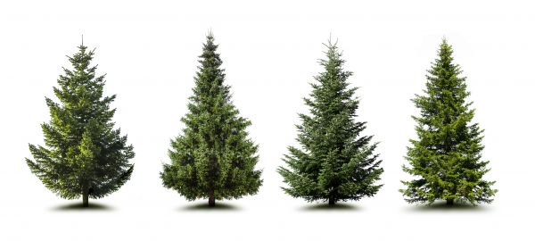 Cost of Pine Tree Trimming in Gilroy