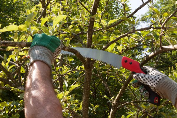 Apple Tree Trimming in Gilroy